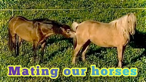 Wild horses mating amongst herd in slow motion. . Breeding horses videos